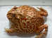 Pac-Man frogs, 3 -4 inches in size, healthy and eating well