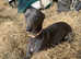Beautiful whippet pups looking for their forever homes.