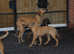 CLEVER WIRE VIZLA X SHEPHERD / SLOUGHI PUPPIES AVAILABLE.