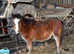 Welsh a colt