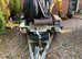 Jcb mini digger with trailer