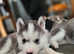Just left 2 girls 8 Beautiful Husky ready to reserve
