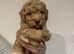 Maltipoo pups DNA CLEAR