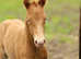Reduced! Gold champagne reg Quarter Horse filly
