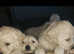 1 BOY LEFT ,  HEALTH TESTED GOLDENDOODLE
