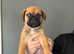 Mastiff cross puppies £800