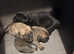 English mastiff x Belgian malinois