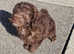 Gorgeous chocolate brown jackapoo puppy 9 weeks old