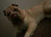 Shar pei