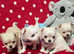 4 Handsome (KC) Chihuahua boys (5 weeks old)