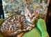 TICA reg male Bengal Kitten
