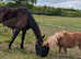 Registered miniature Shetland gelding