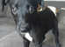 Greyhound  x whippet  (lurchers)