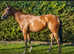 Bay mare 5yrs for sale