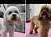 ONLY 2 stunning cavapoos puppies Left
