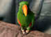 Eclectus male