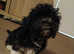 Havanese boy