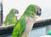Beautiful baby Derbyan Talking parrot