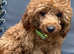 Lady kc reg red toy poodle 6'm old