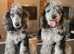 Adorable Miniature Poodle Puppies