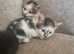 Stunning kittens for sale