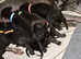 One puppy left! Irish Greyhound