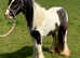12hh cob mare