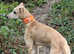Saluki bull greyhound x collie bull greyhound