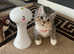 Longhair kittens