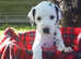 Dalmatian Puppies For Sale