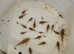 Baby Corydoras Catfish