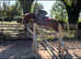 16.1hh 12 year old Irish sport horse schoolmistress