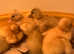 Call Ducklings