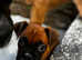 Two Beautiful Champion Bobtail boxers ready now