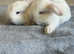 French lop bunnies