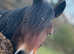 Beautiful 4yr old mare