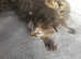 Ragdol mix KITTENS READY 21/6/25