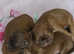 Karashishi puppies