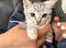 5 beautiful white and grey British short hairs