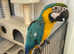 Young Tame Talking Blue & Golden Macaw