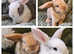 Mini Plush Lop Baby Rabbits