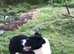 Border collie pups