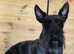 Male scottie for sale .
