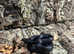 Mexican Black King Snake
