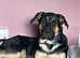 Rottweiler x