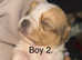 3 beautiful little shih tzu x pups