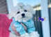 Teacup micro size 1.3 kg KC maltese boy CH bloodline DNA