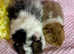 3 Hairy Popper Pairs available