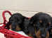 Beautiful KC registered Miniature Dachshund