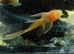 Long Fin Super Red Pleco